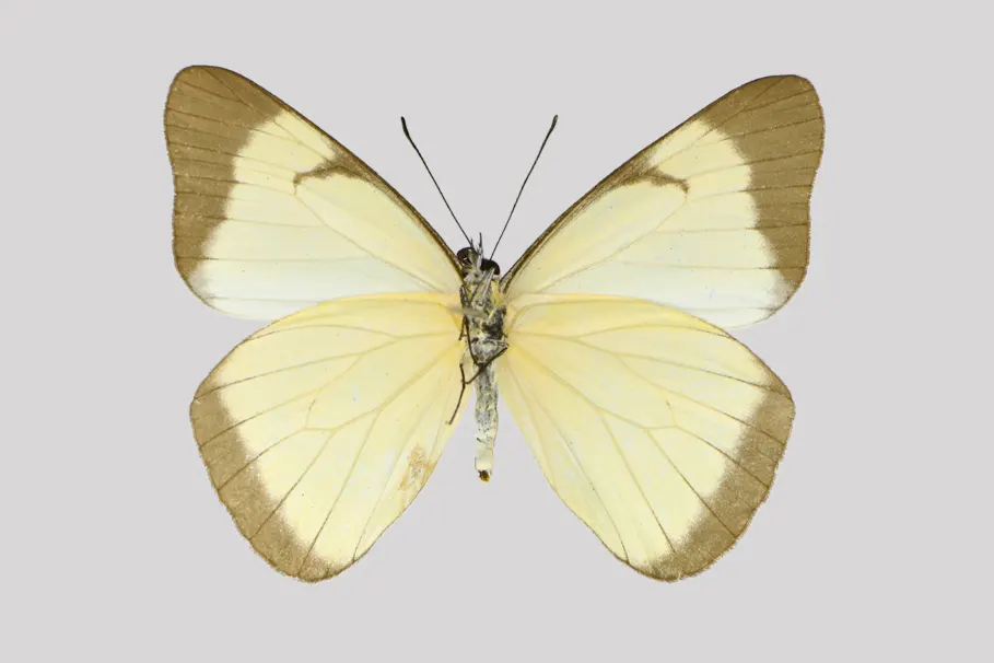 Melete leucadia reyi