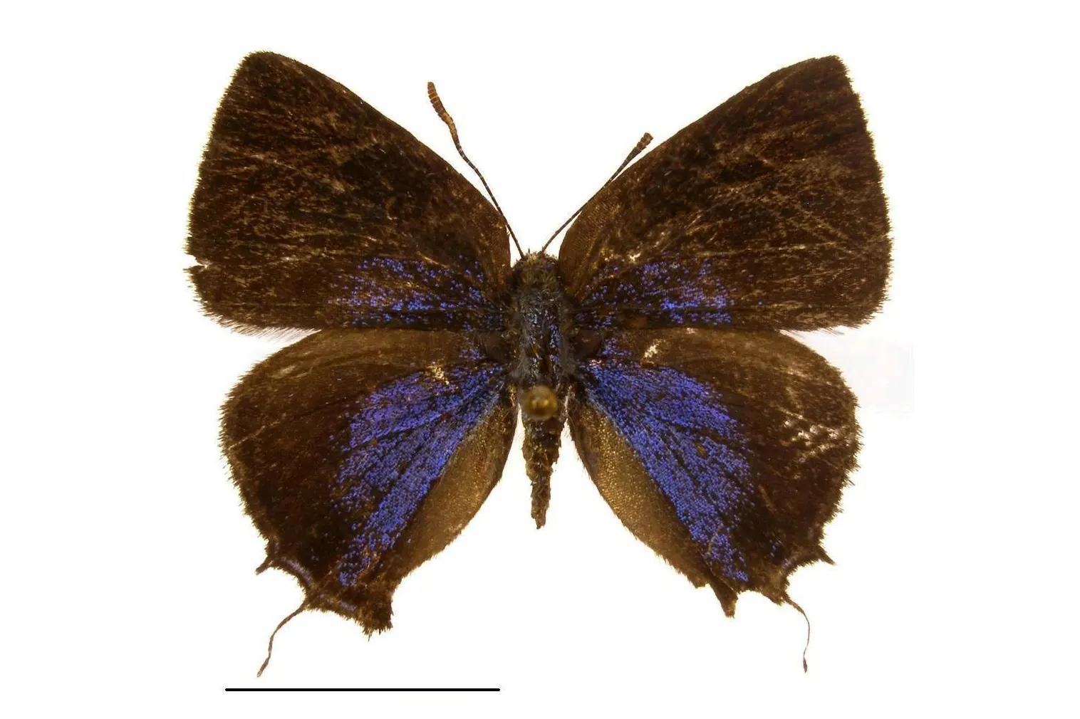 Ocaria faurei