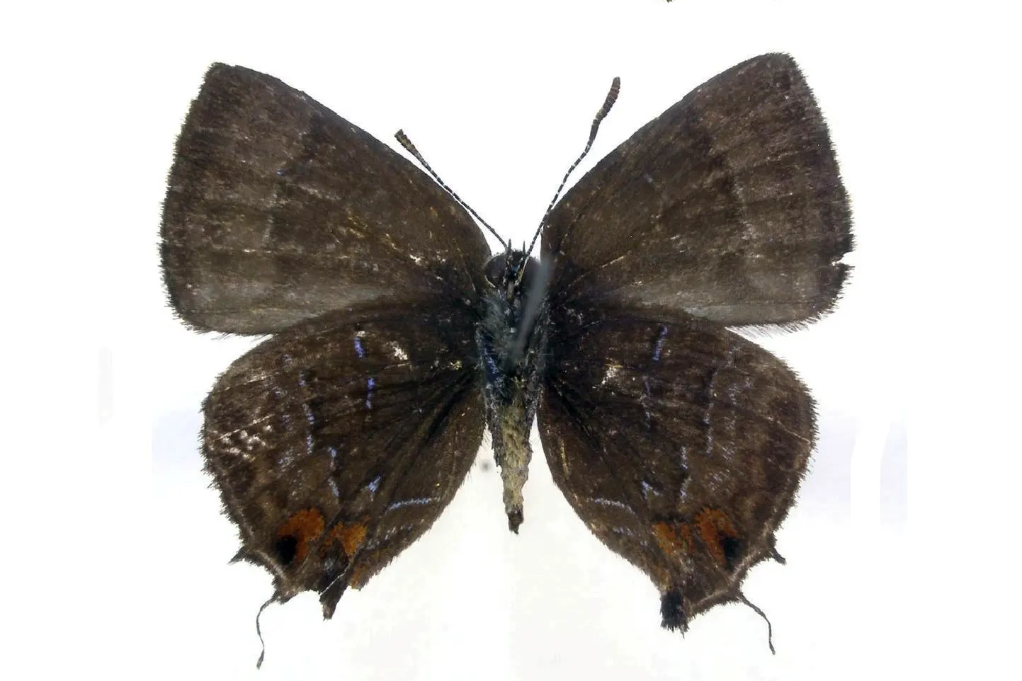 Ocaria faurei