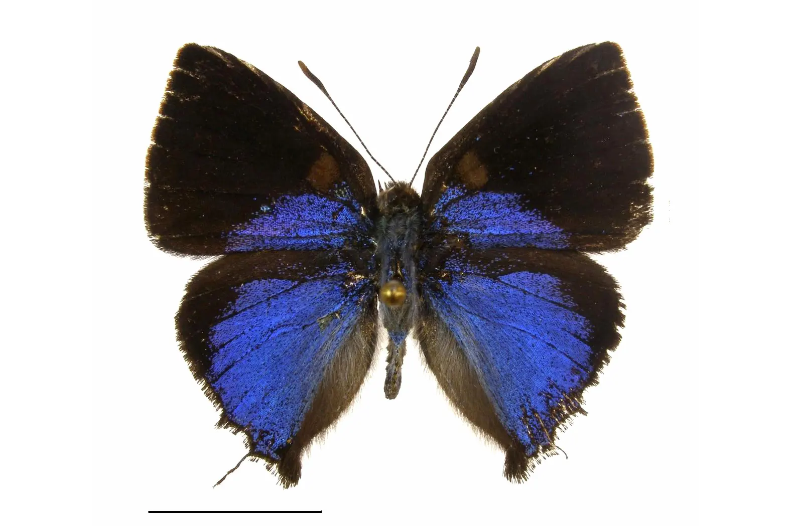 Ocaria faurei