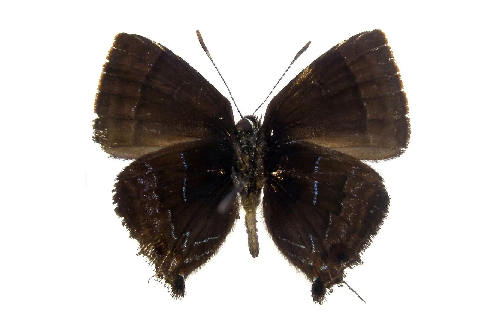 Ocaria faurei