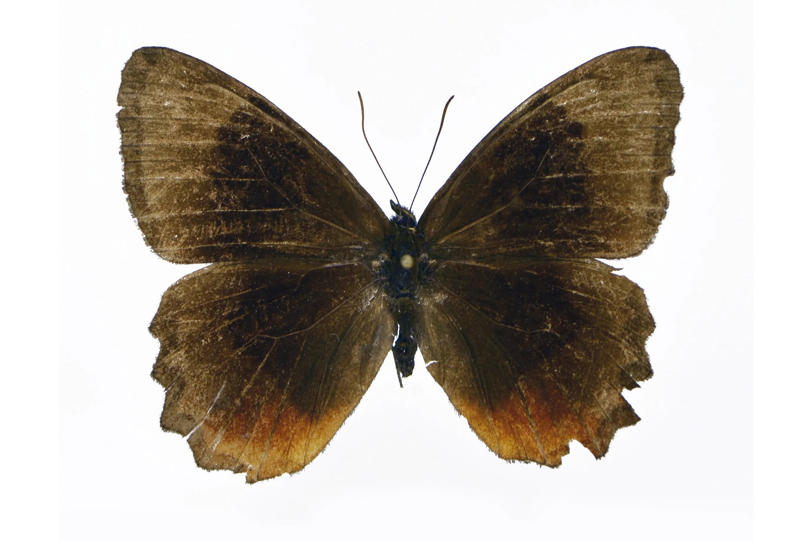 Pedaliodes parakana