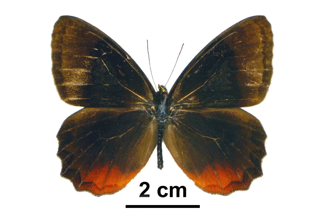 Pedaliodes parakana