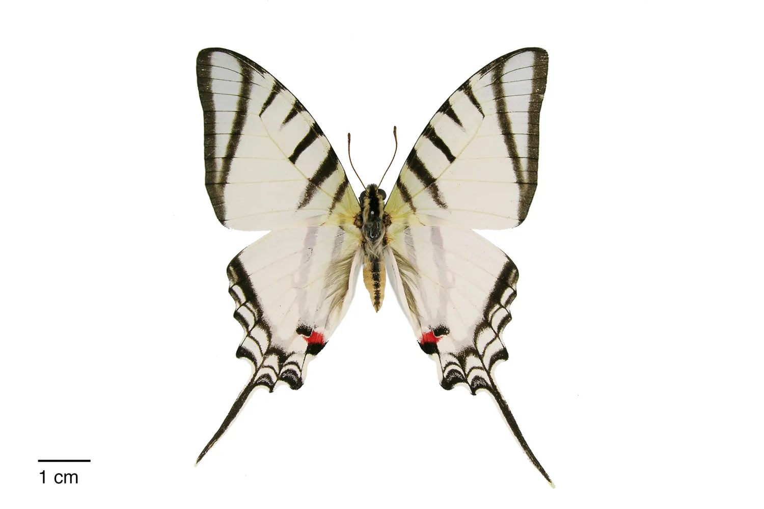 Protesilaus glaucolaus glaucolaus