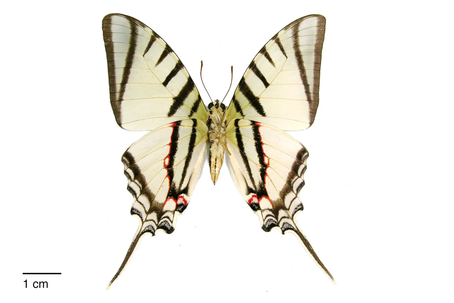 Protesilaus glaucolaus glaucolaus