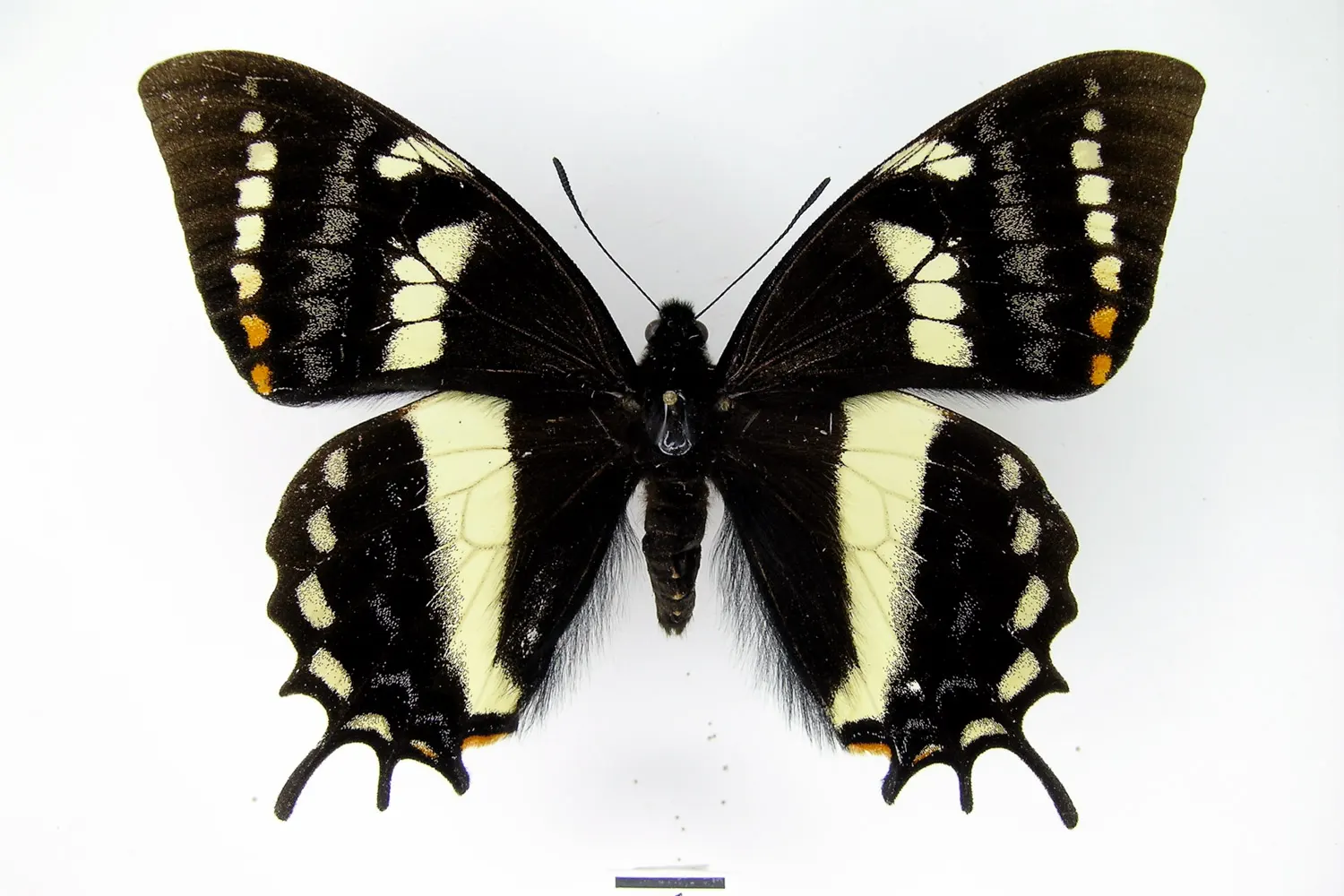 Pterourus cacicus cacicus