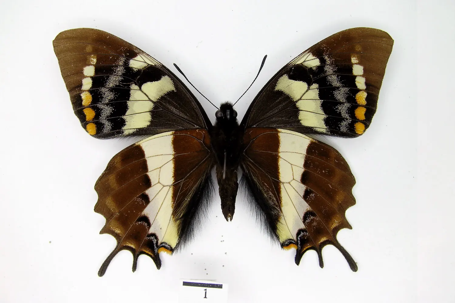 Pterourus cacicus cacicus