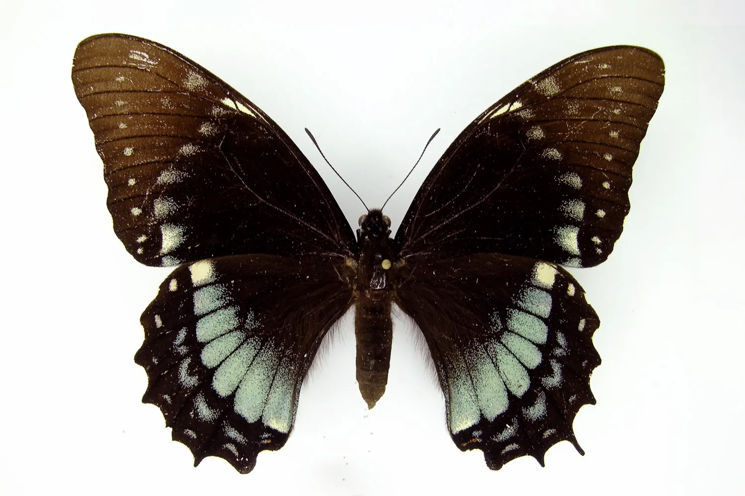 Pterourus coroebus coroebus