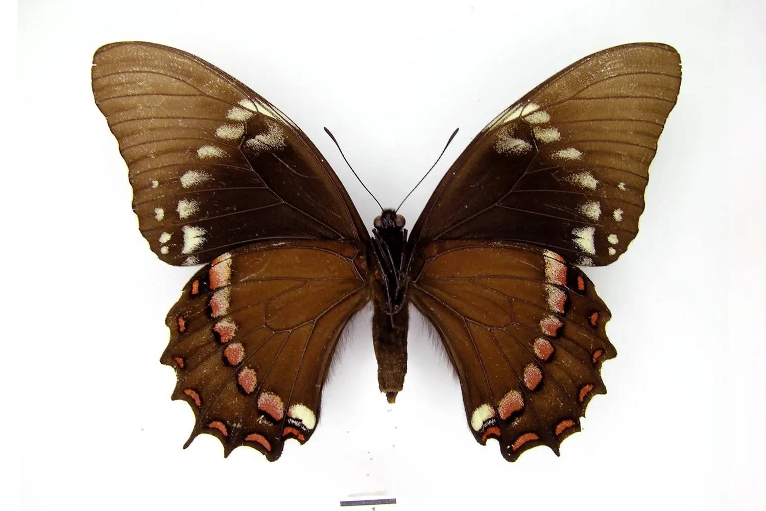 Pterourus coroebus coroebus