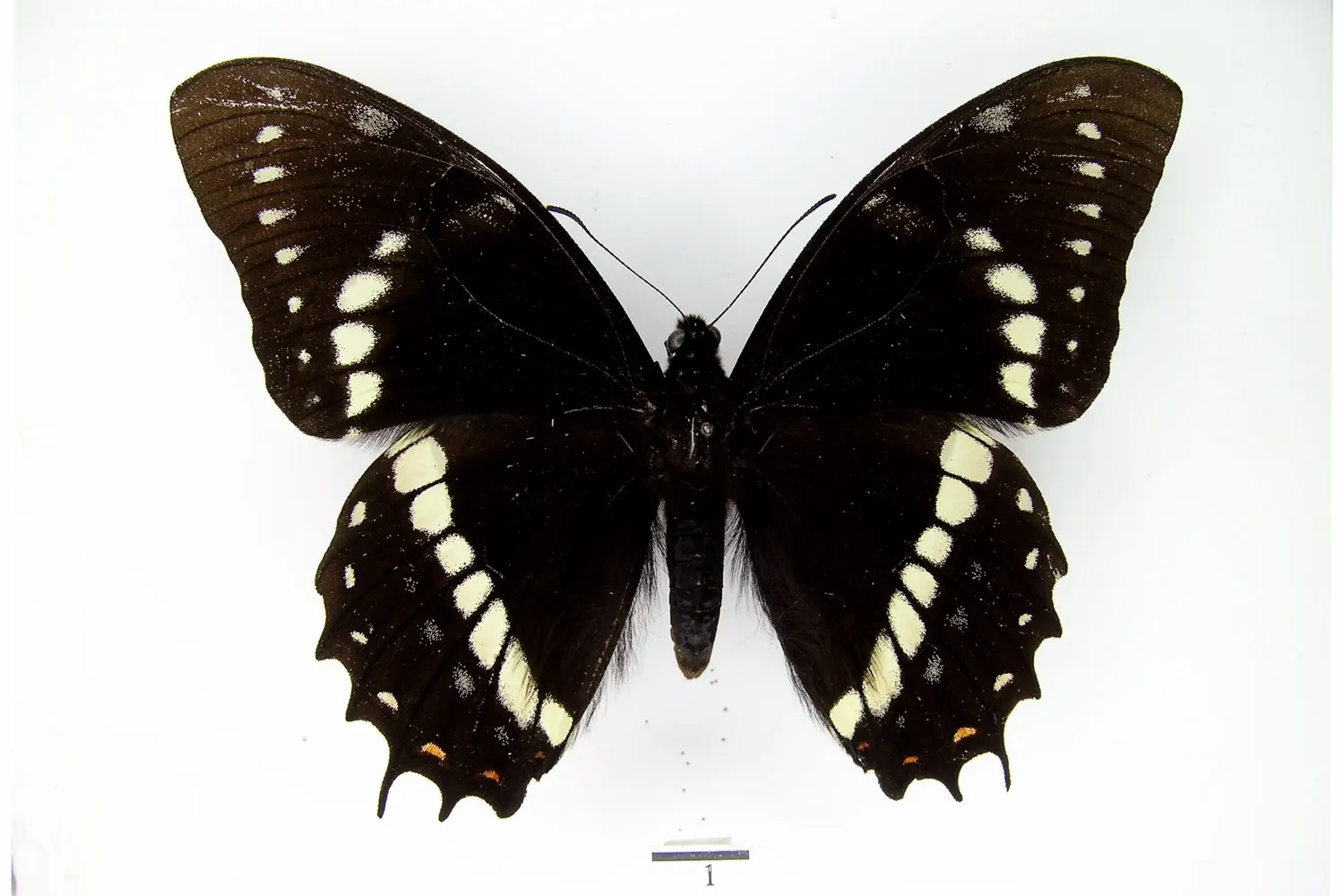 Pterourus coroebus coroebus