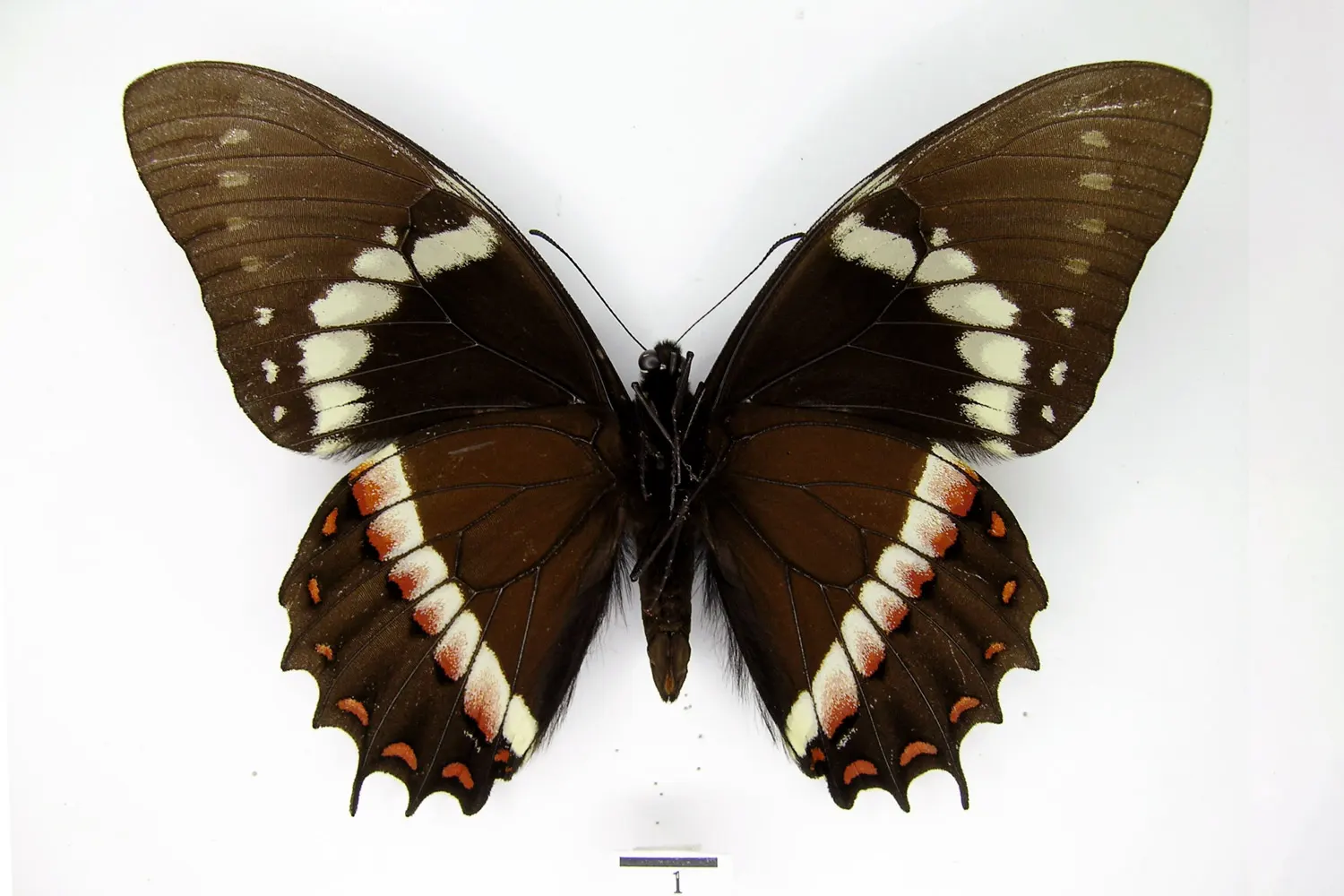 Pterourus coroebus coroebus