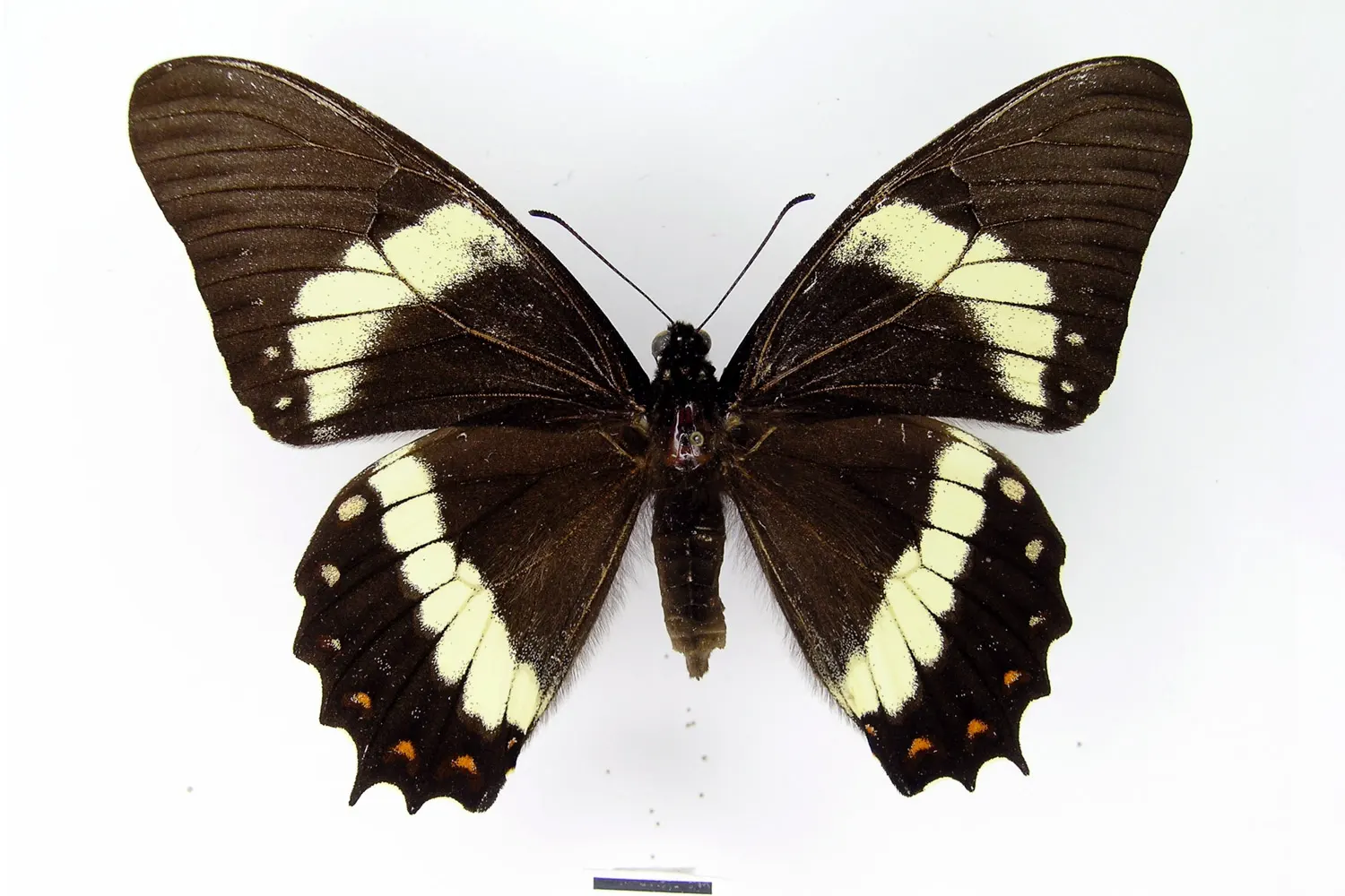 Pterourus lemoulti
