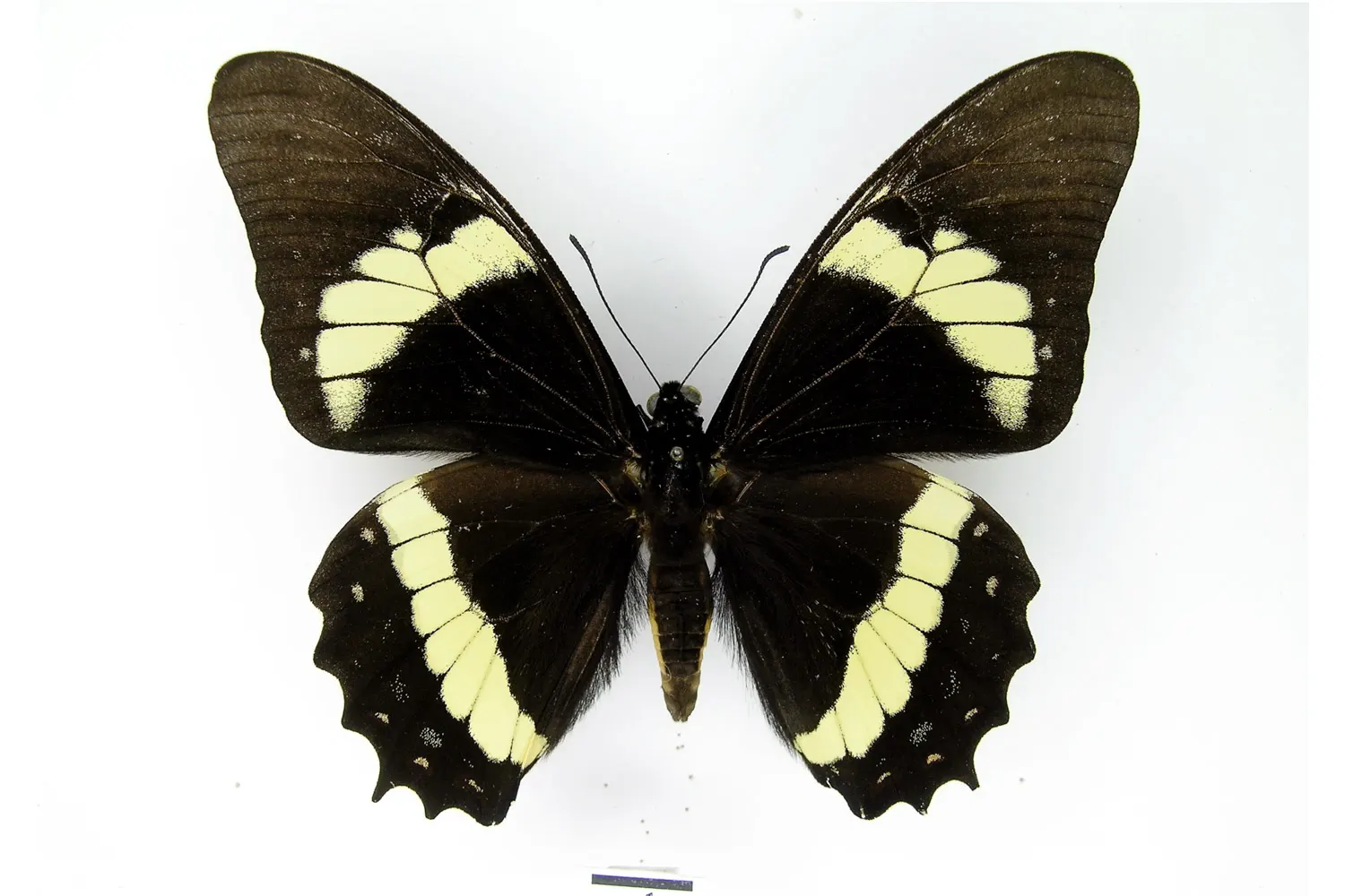 Pterourus lemoulti