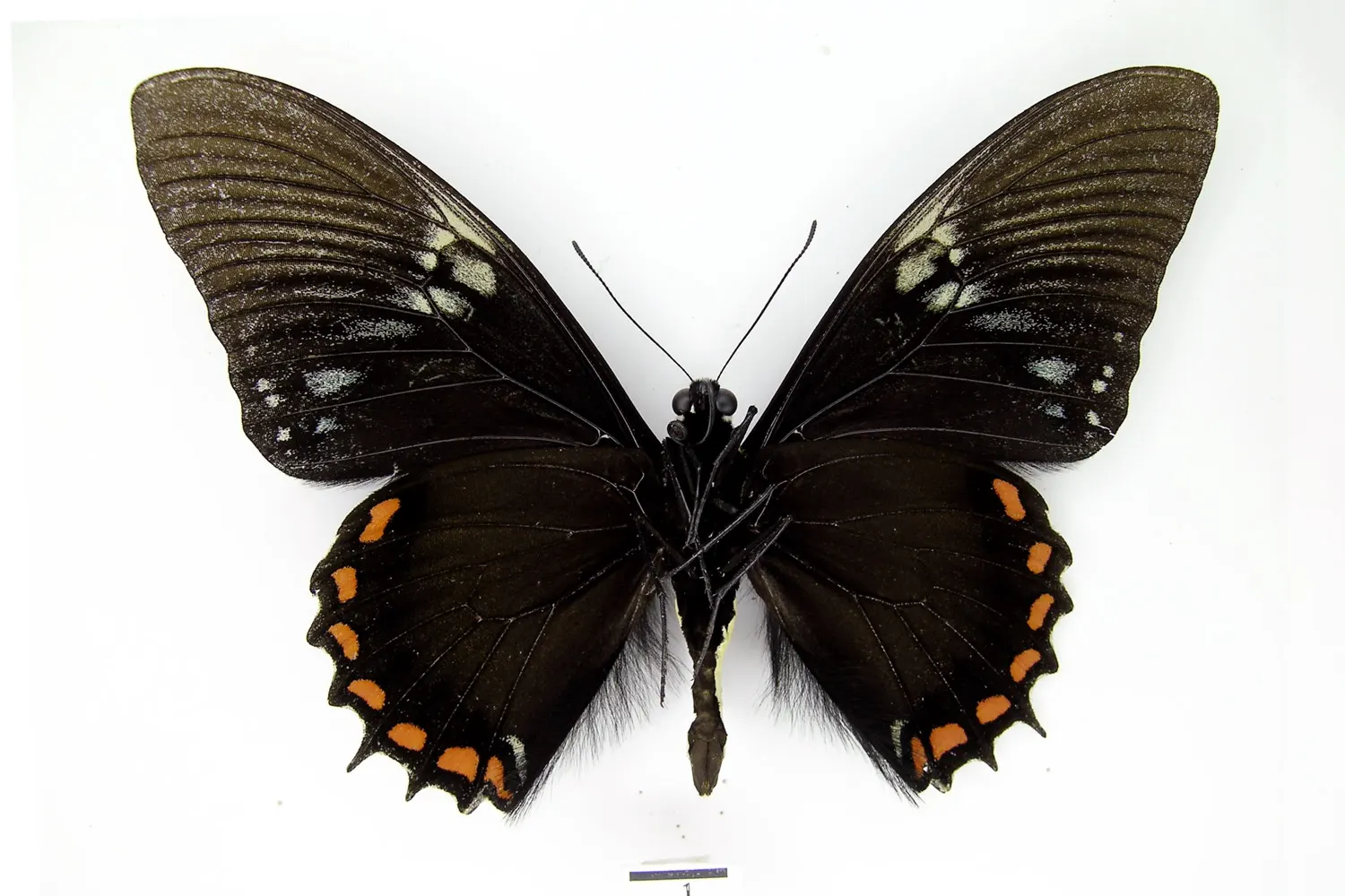 Pterourus xanthopleura