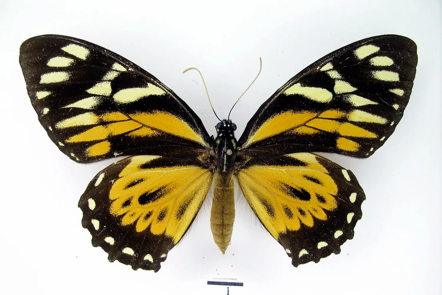 Pterourus zagreus zagreus