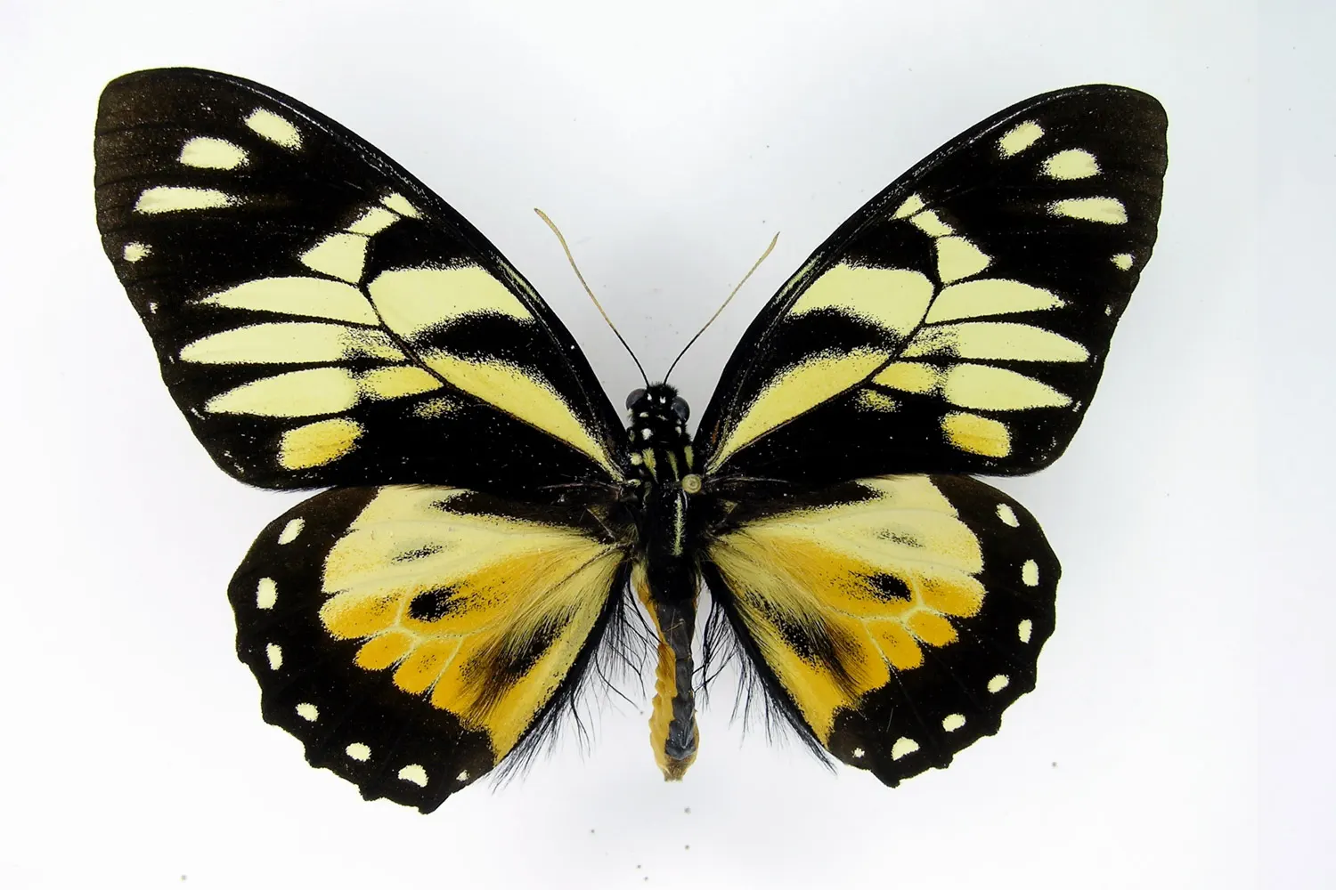 Pterourus zagreus zagreus