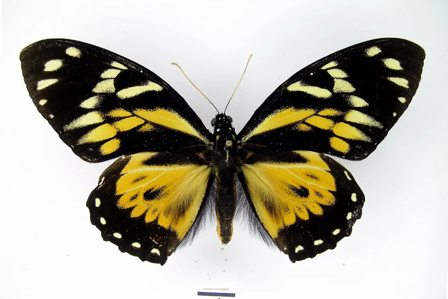 Pterourus zagreus zagreus