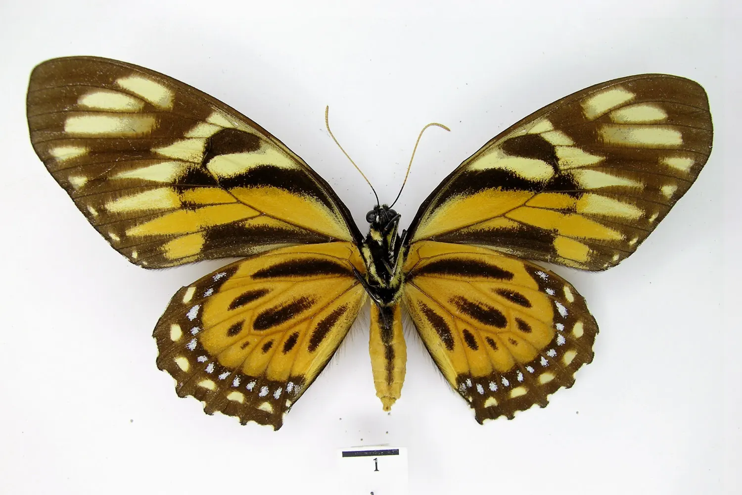 Pterourus zagreus zagreus