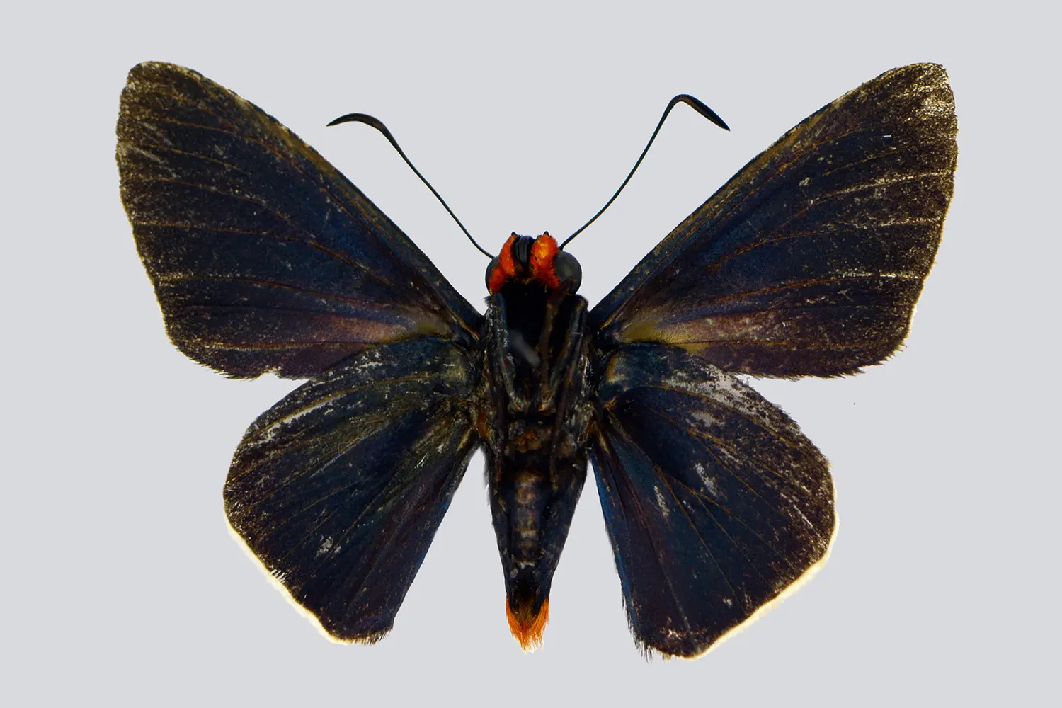 Pyrrhopyge steyermarki