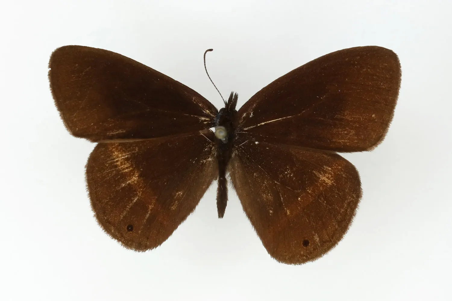 Manerebia franciscae franciscae