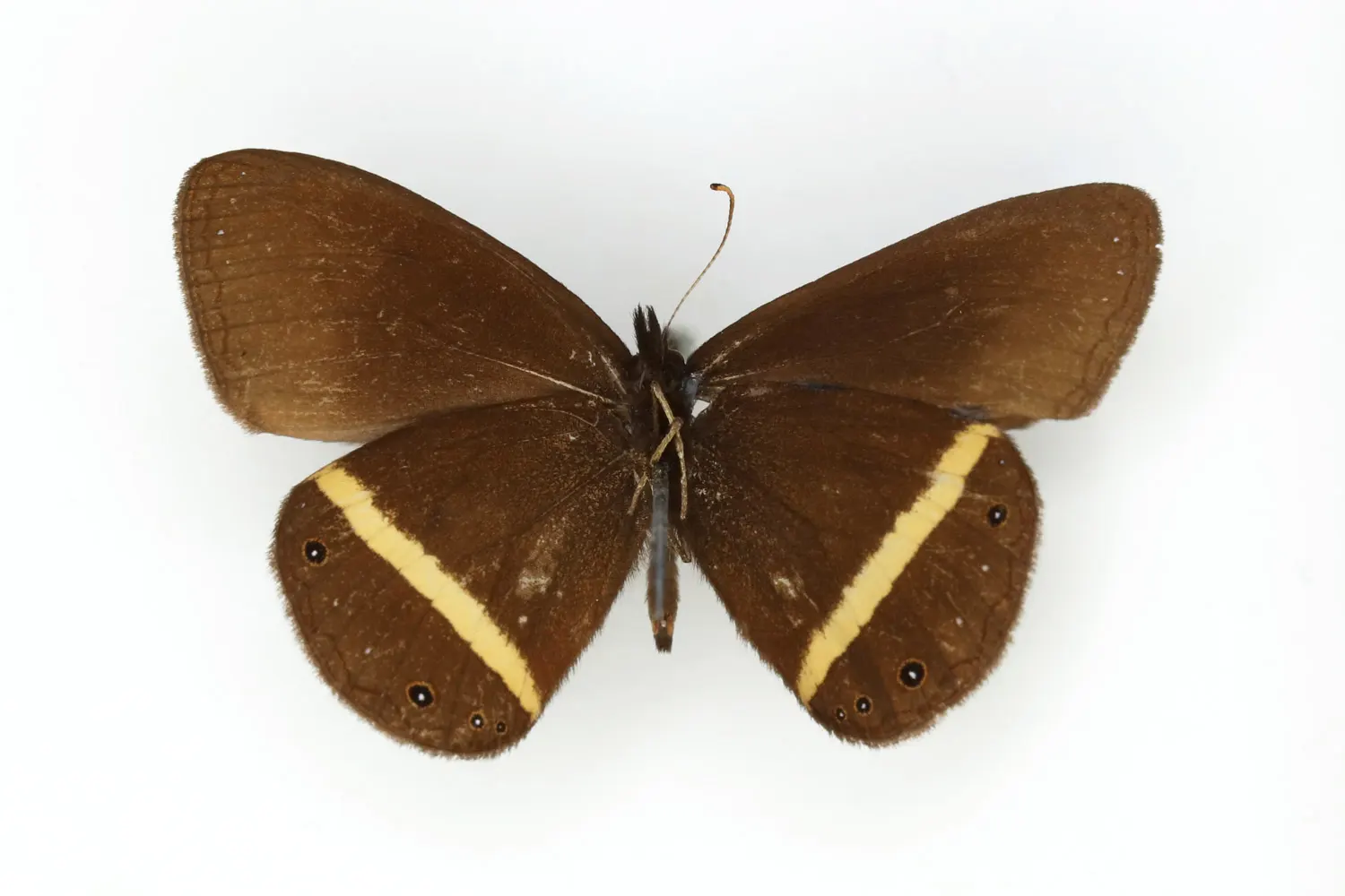 Manerebia franciscae franciscae