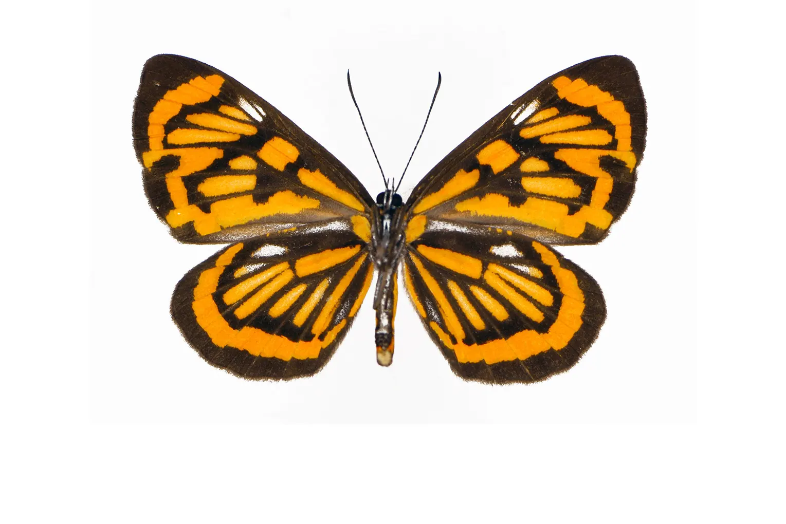 Stalachtis halloweeni miranda