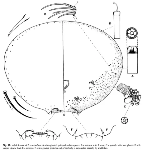 Limacoccus venezuelana