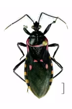 Brontostoma notatum