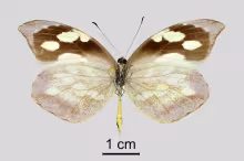 Lieinix christa bousquetsi