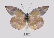 Lieinix christa bousquetsi